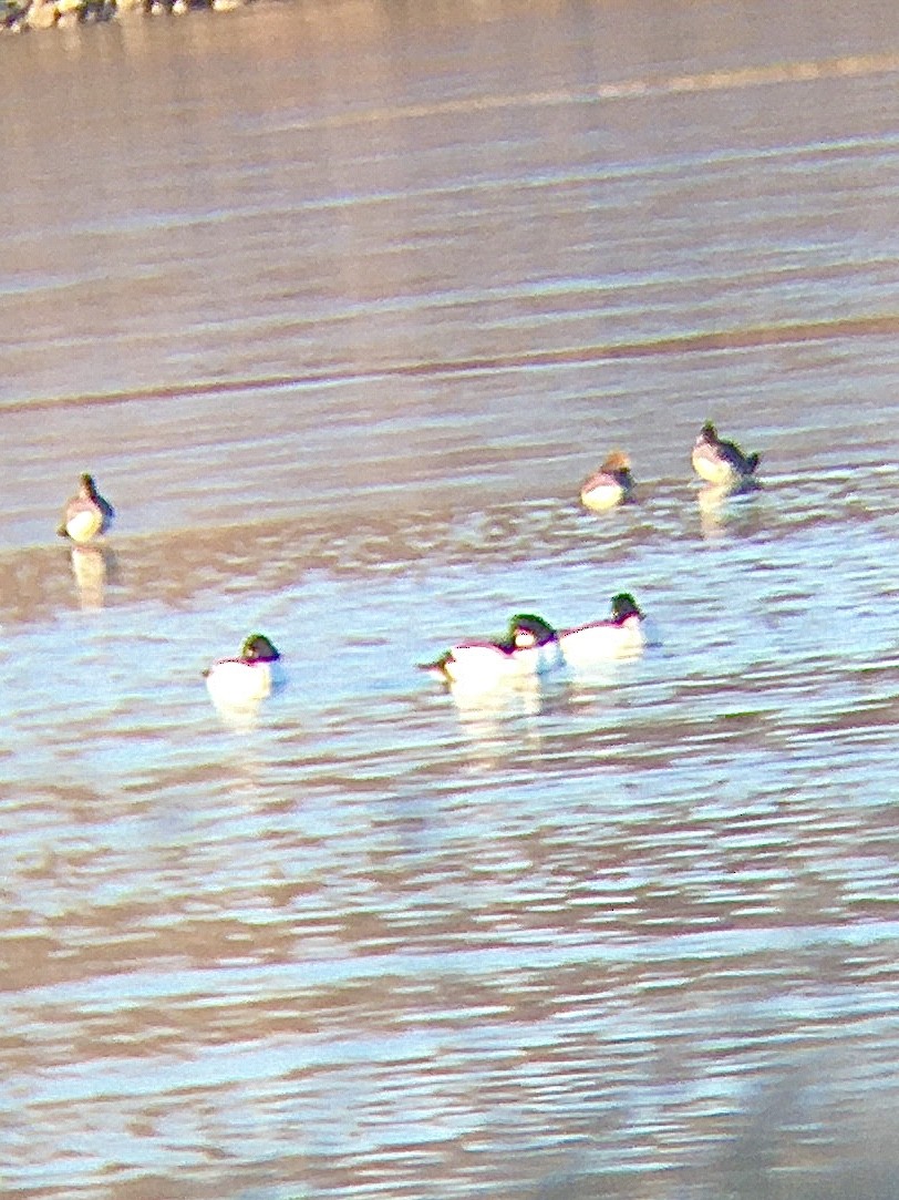 Common Goldeneye - ML301673731