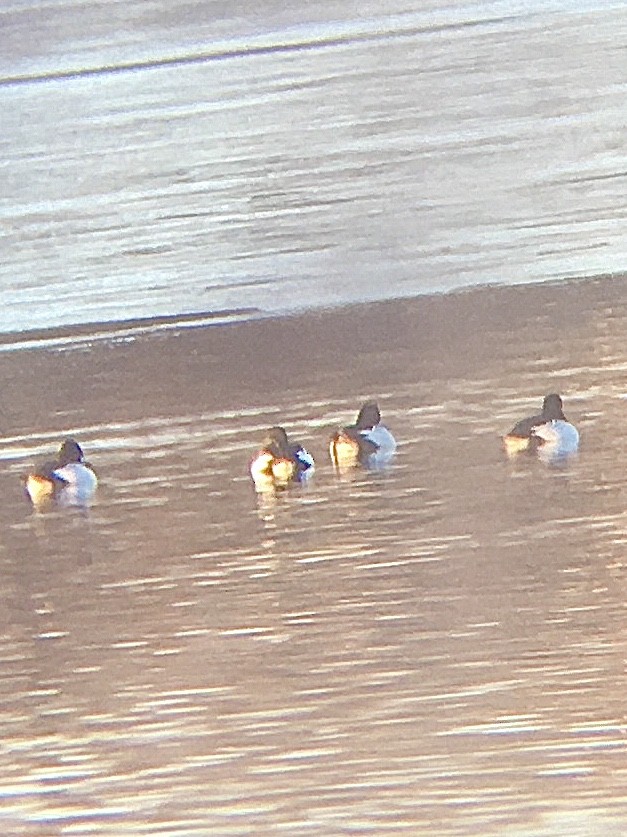 Common Goldeneye - ML301673751