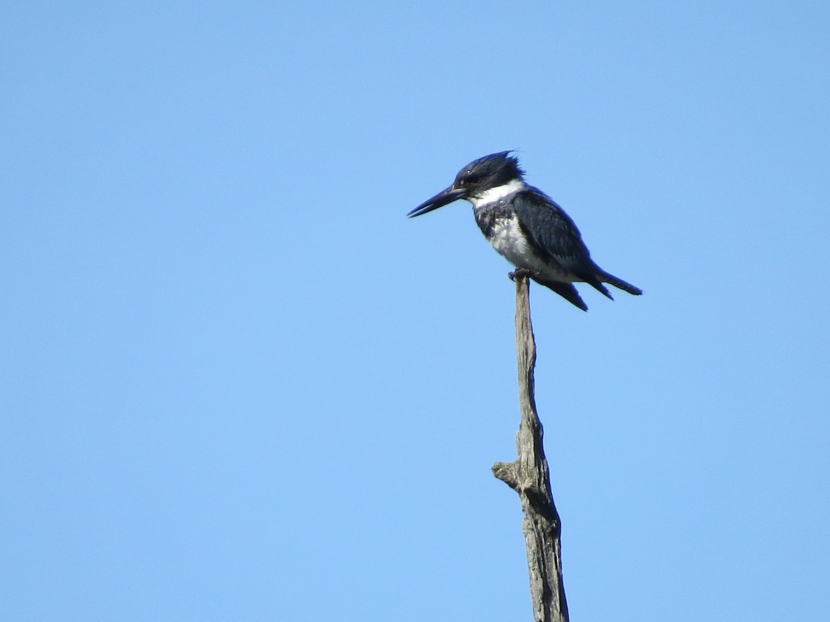 Belted Kingfisher - ML30167391