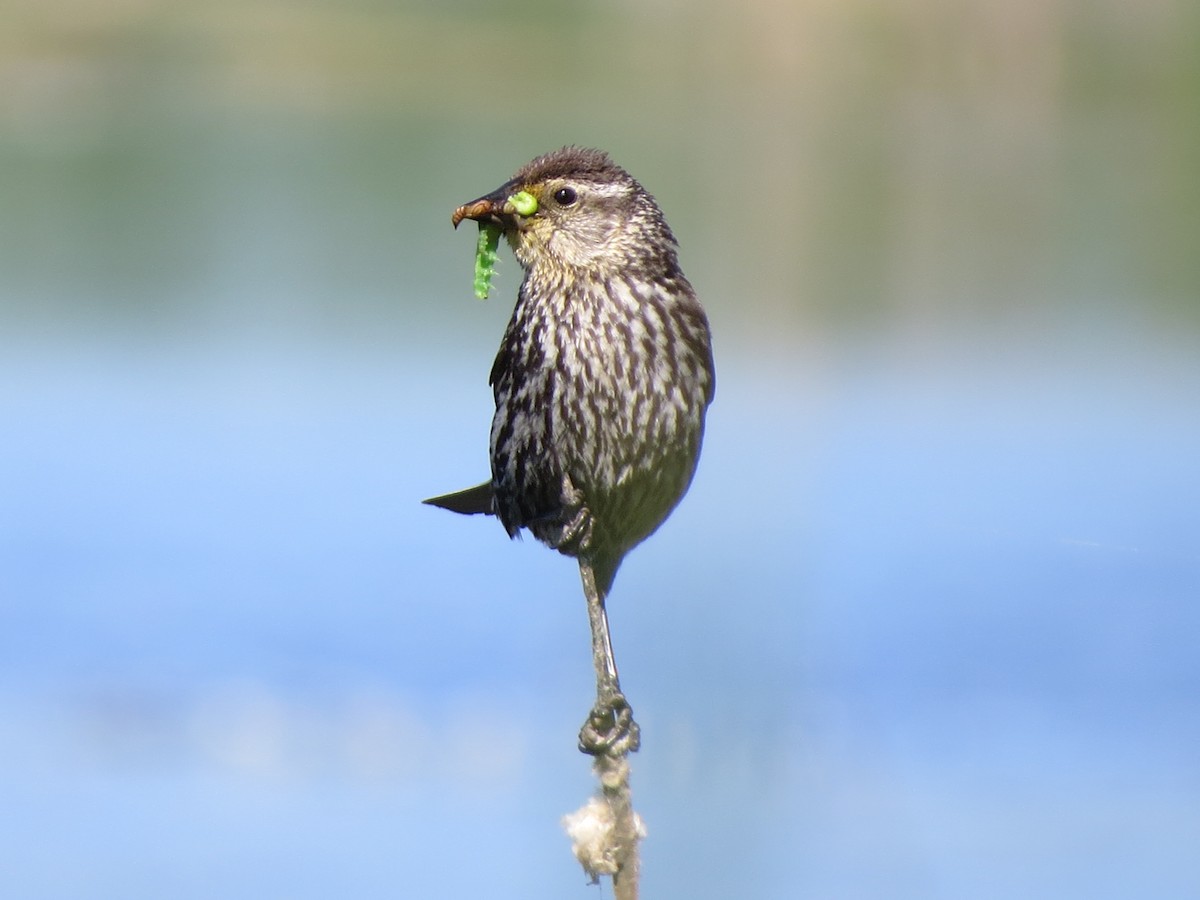 Red-winged Blackbird - ML30167401