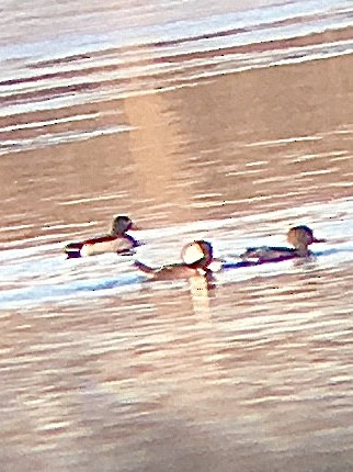 Hooded Merganser - ML301674081