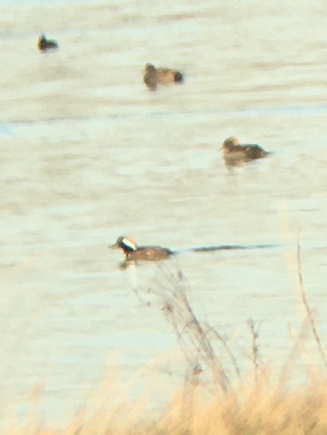 Hooded Merganser - ML301674091