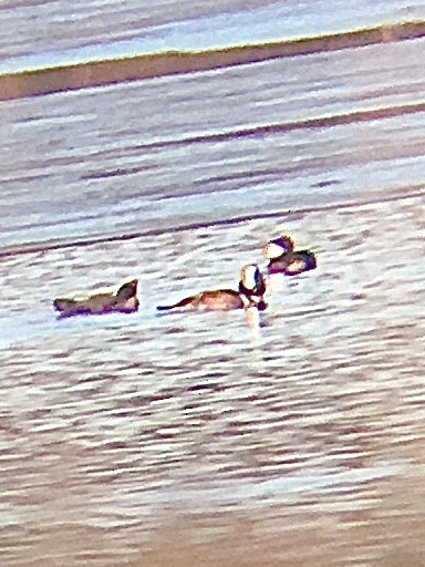 Hooded Merganser - ML301674101