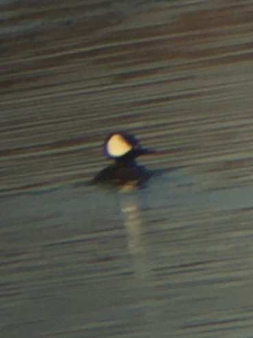 Hooded Merganser - ML301674111