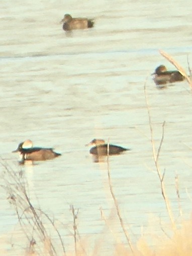 Hooded Merganser - ML301674131