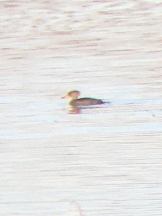 Hooded Merganser - ML301674141