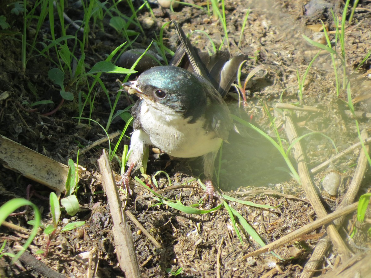 Tree Swallow - ML30167421