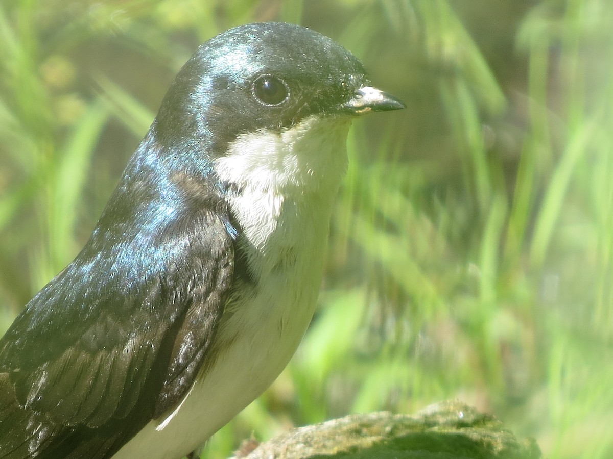 Tree Swallow - ML30167431