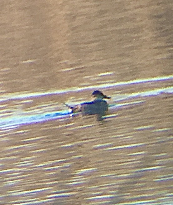 Ruddy Duck - ML301674361