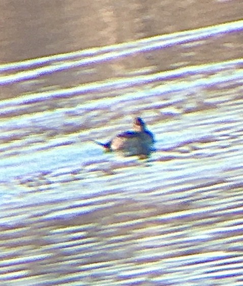 Ruddy Duck - ML301674371