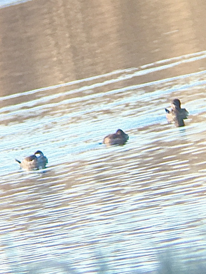 Ruddy Duck - ML301674401