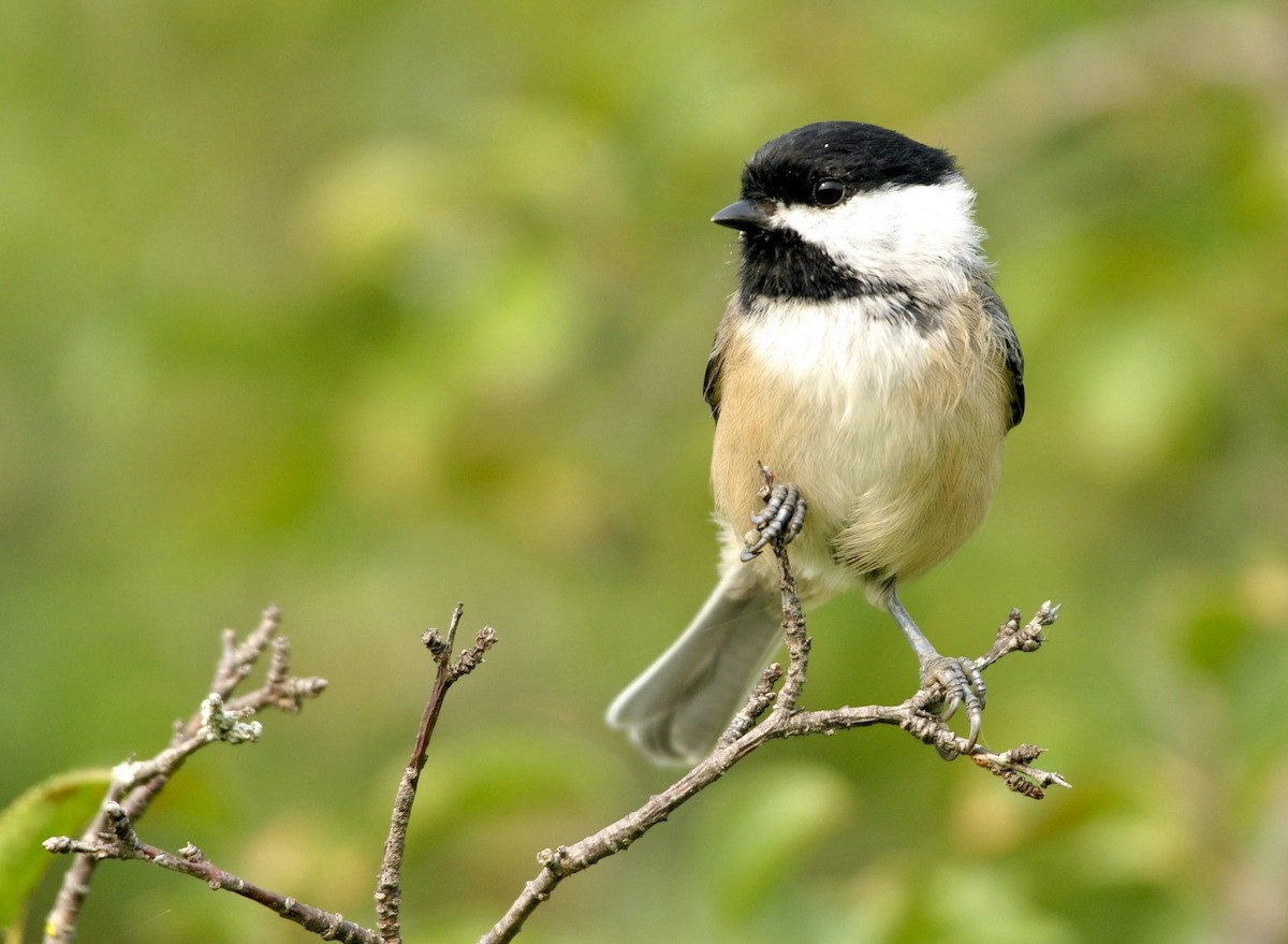 Black-capped Chickadee - ML301675301