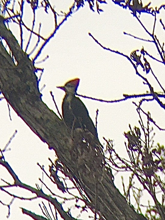 Pileated Woodpecker - ML301675341