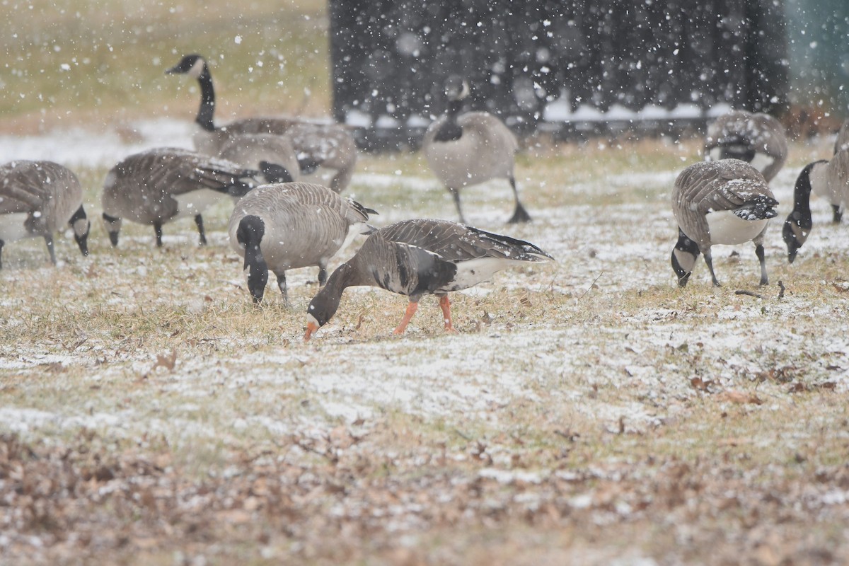 Greater White-fronted Goose - ML301677461