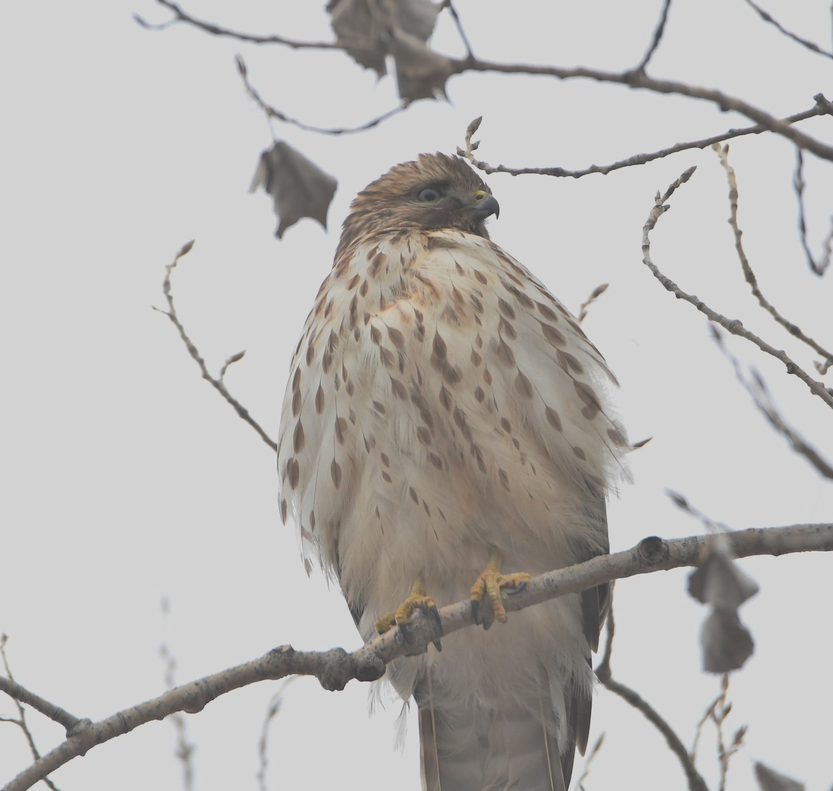 Red-shouldered Hawk - ML301677561