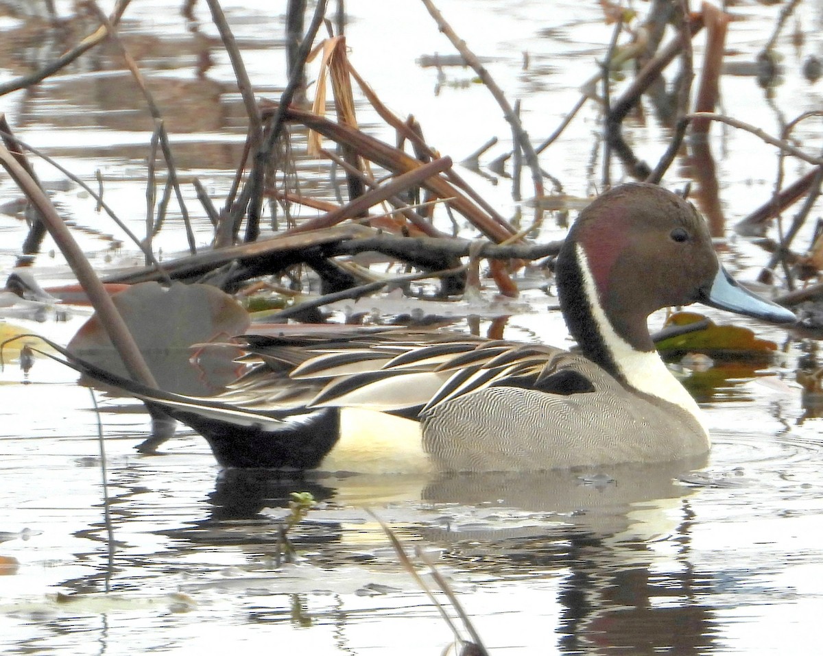 Northern Pintail - Jay Huner