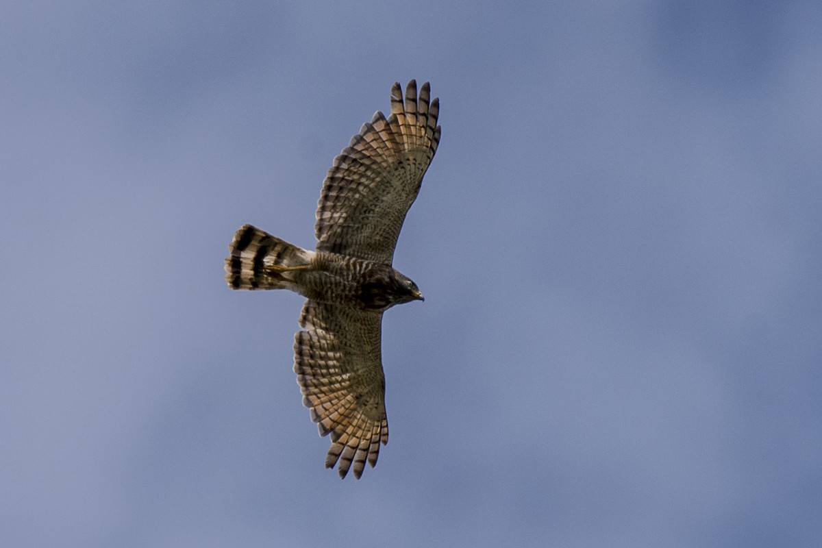 Roadside Hawk - ML301678711