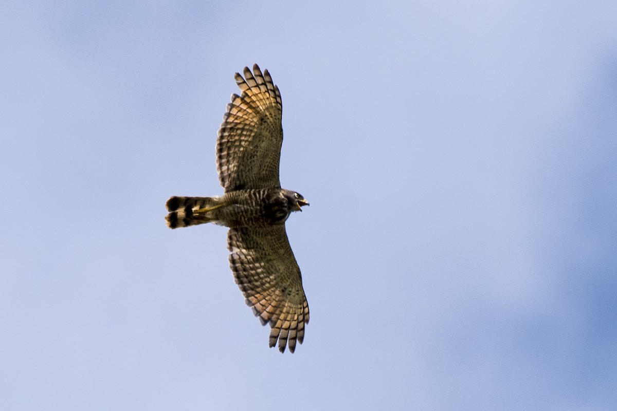 Roadside Hawk - ML301678721