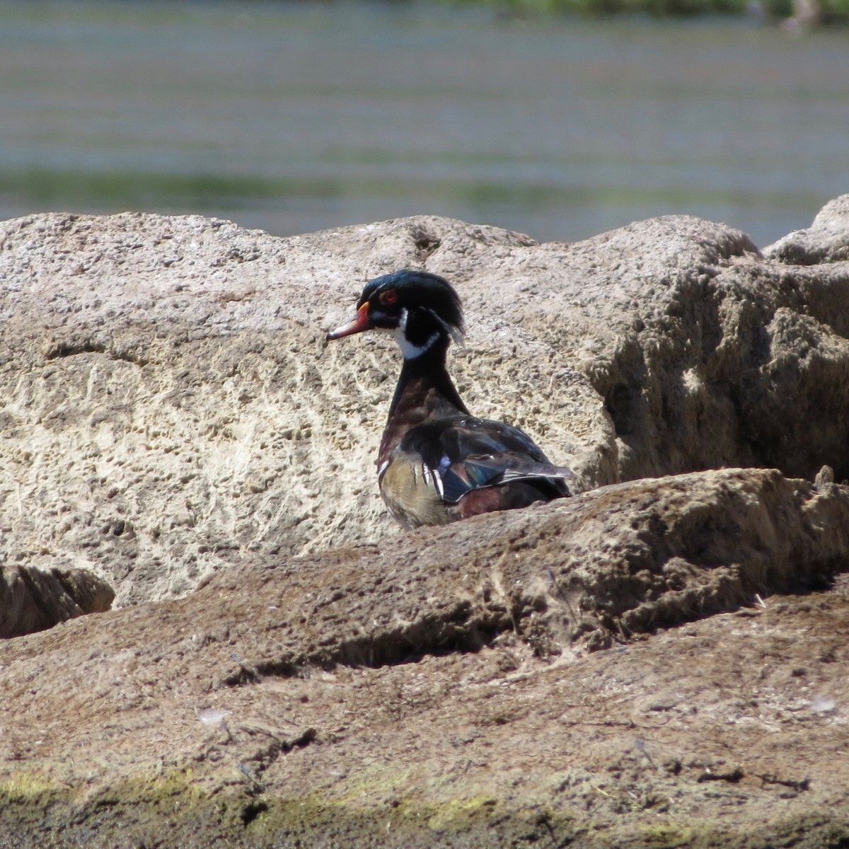 Wood Duck - ML30167881