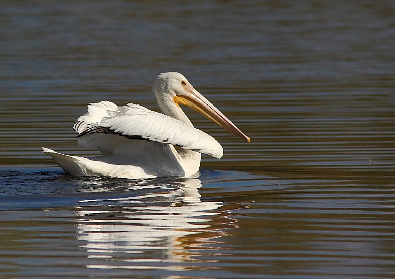 American White Pelican - ML301680281