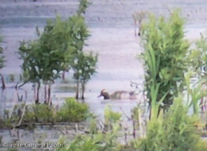 Garganey - ML30168331