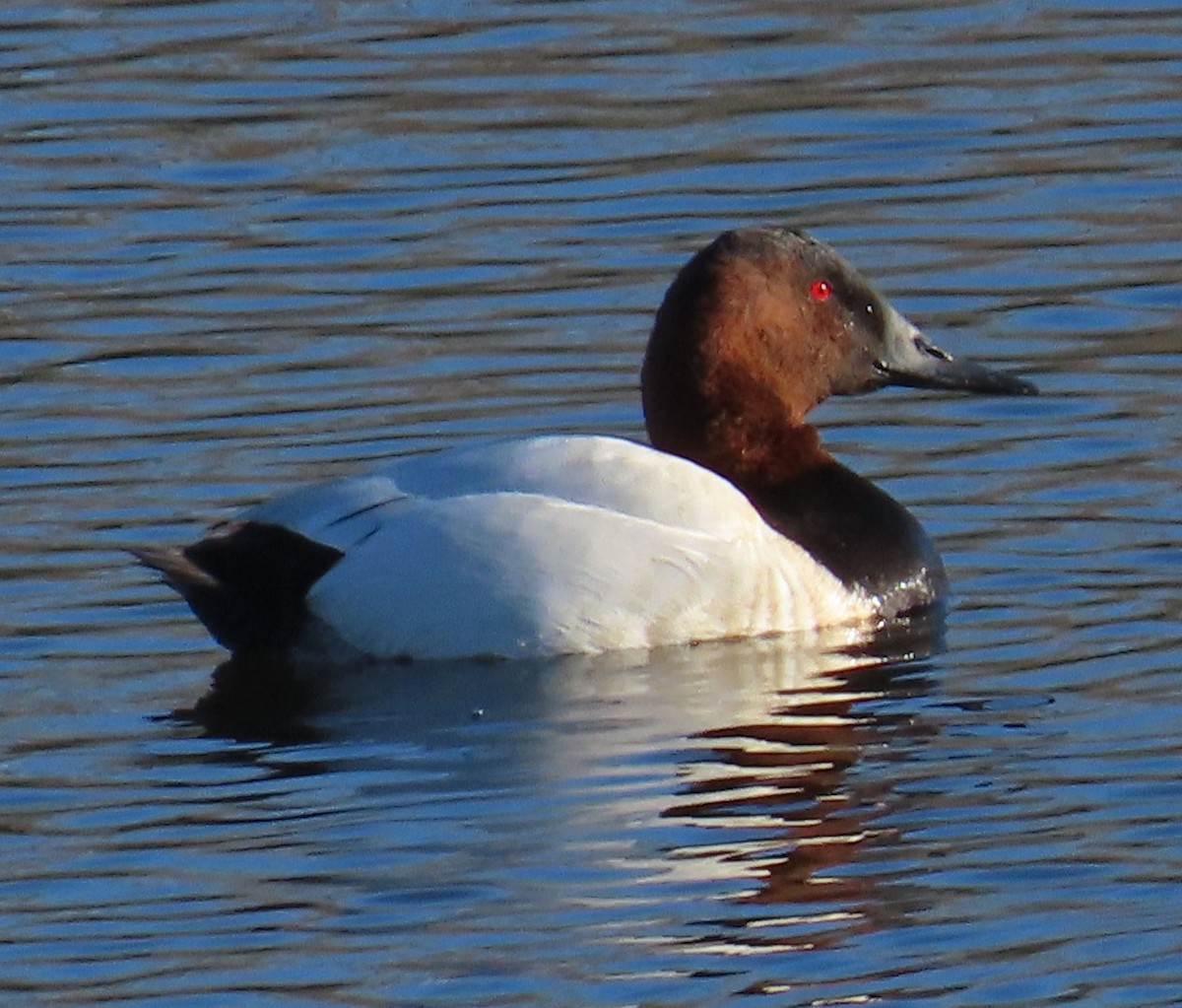 Canvasback - ML301685561