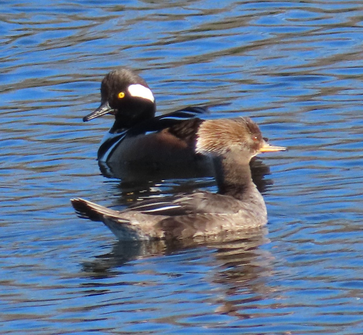 Hooded Merganser - Diane Etchison