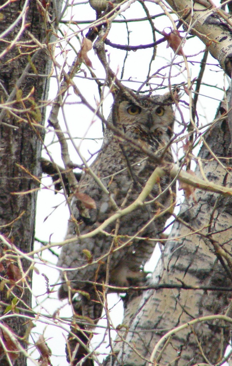 Great Horned Owl - ML301687001