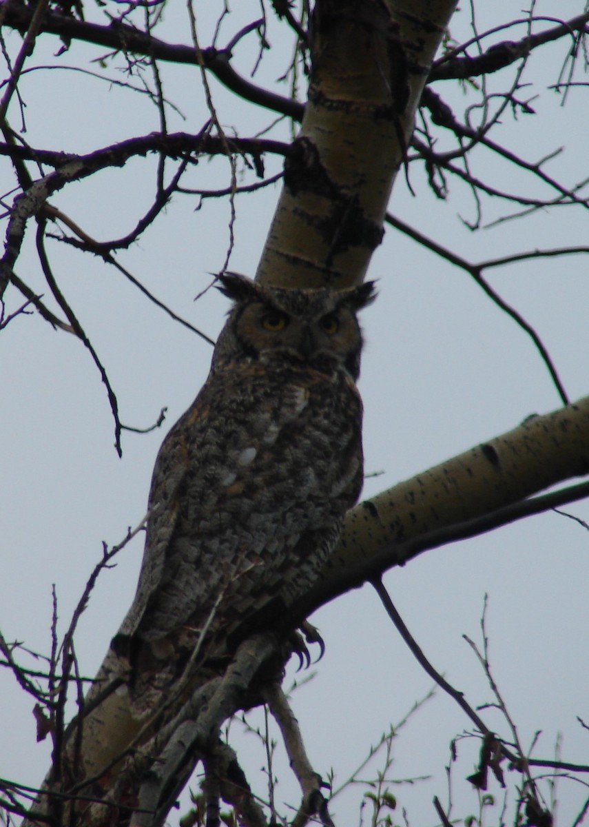 Great Horned Owl - ML301687011