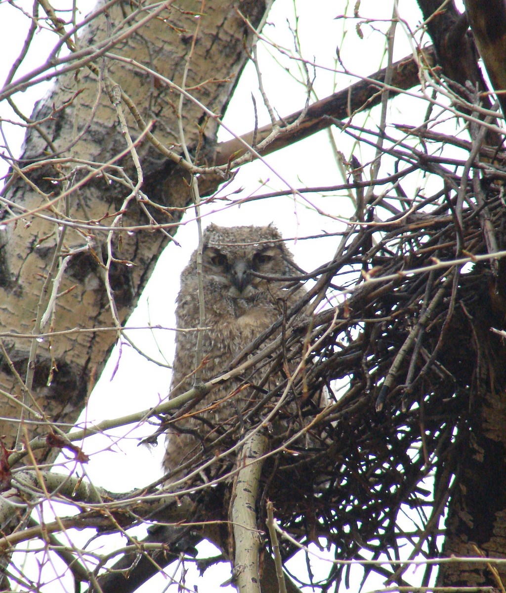 Great Horned Owl - ML301687021