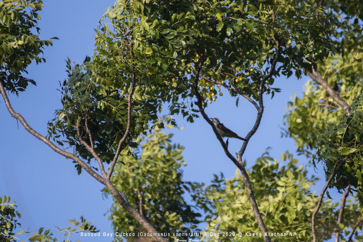 Banded Bay Cuckoo - ML301688221