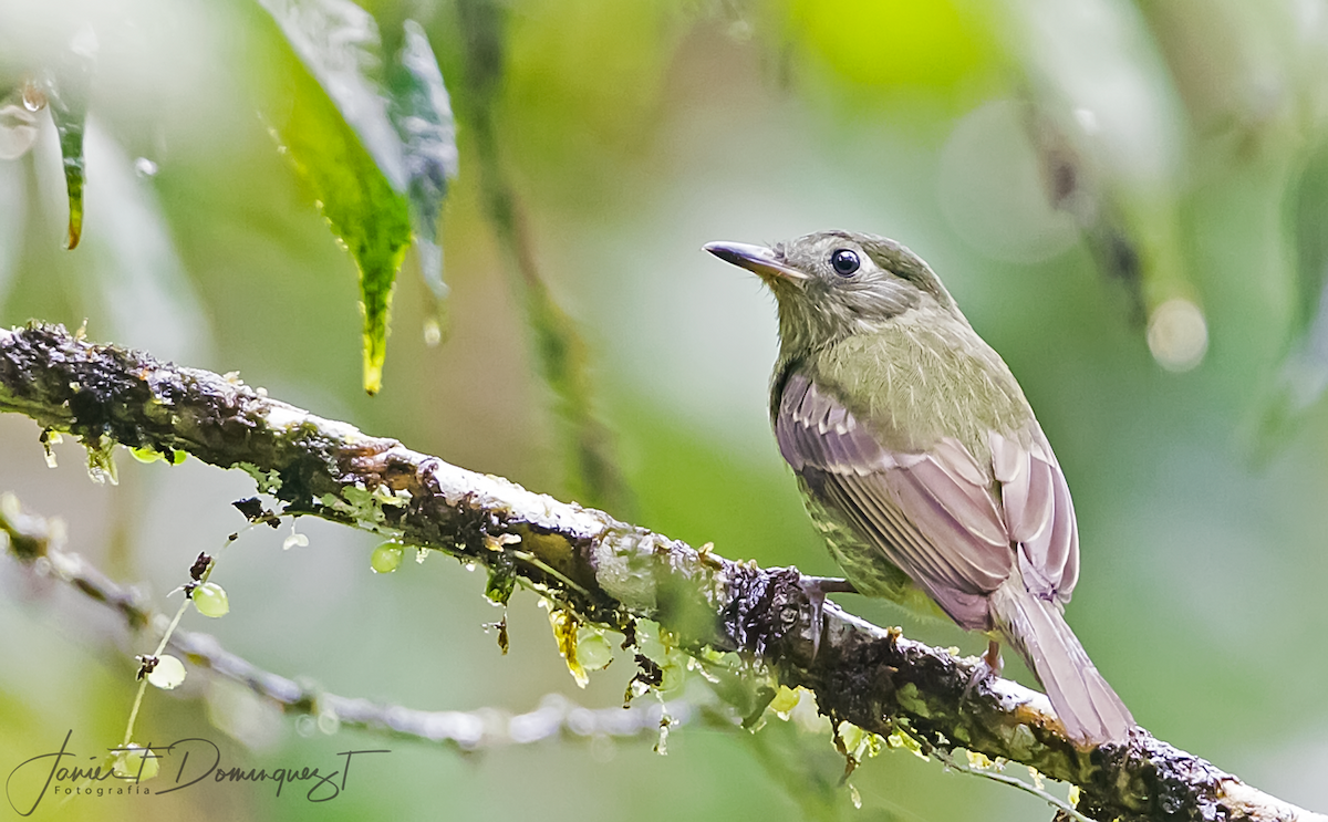 Olive-striped Flycatcher - Javier Fernando Dominguez Trujillo