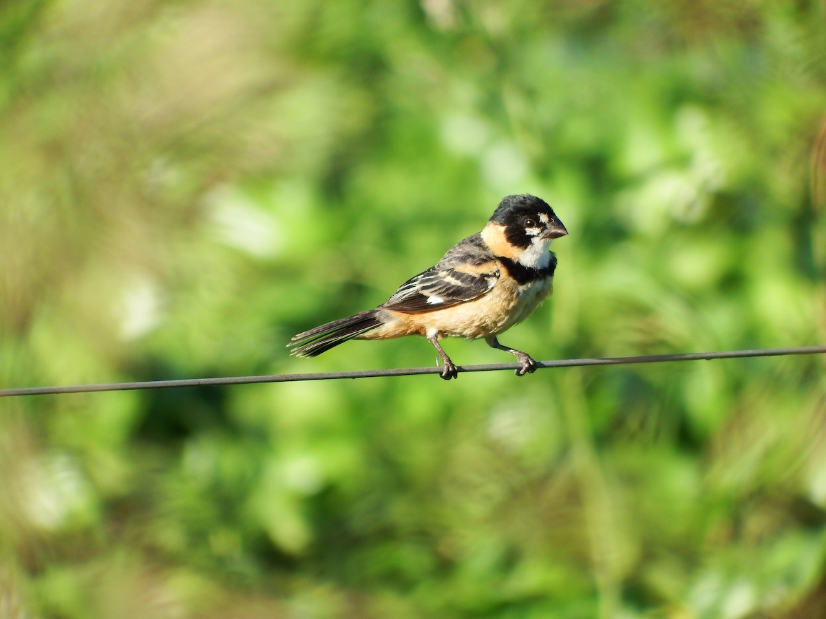 Rusty-collared Seedeater - ML301691371