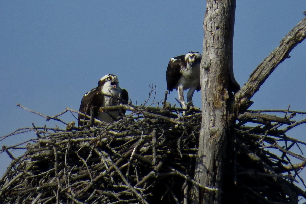 Osprey - Steve Mesick