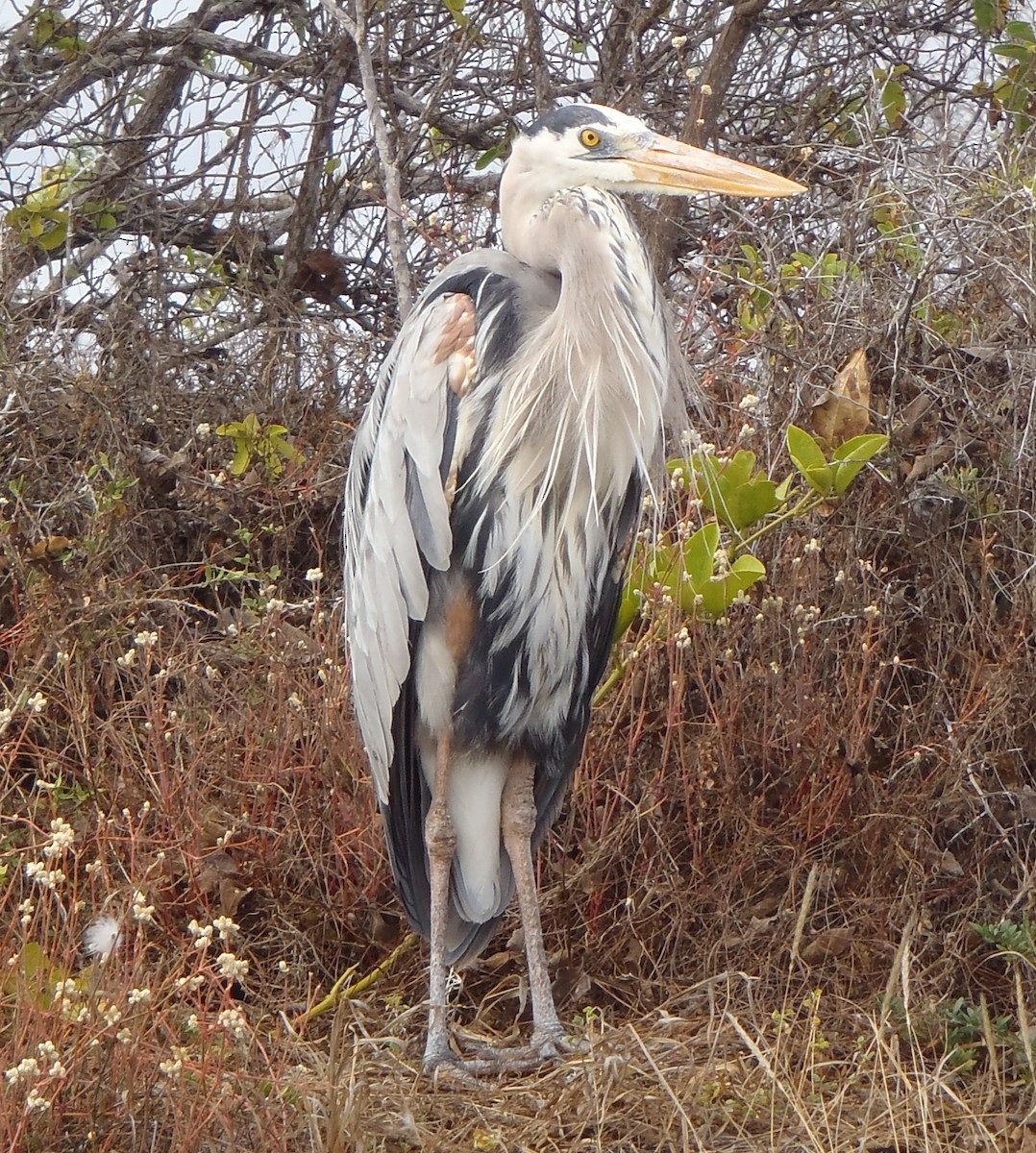 Great Blue Heron - ML301692171