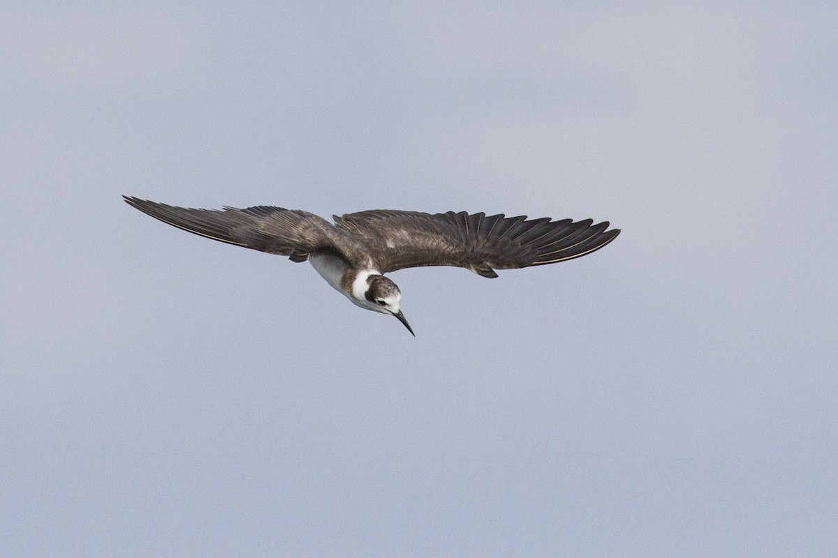 Black Tern - Jacob Drucker