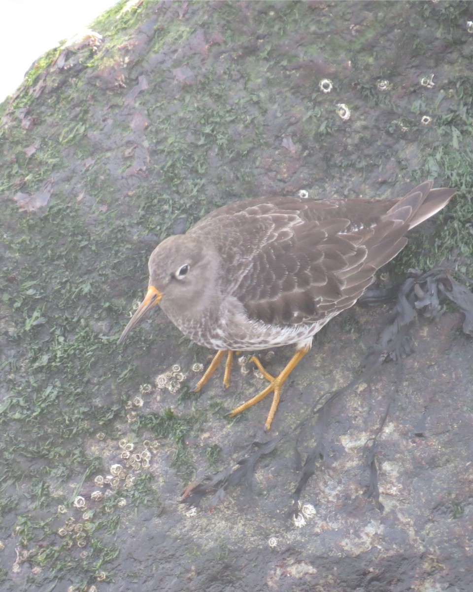 Purple Sandpiper - ML301693001