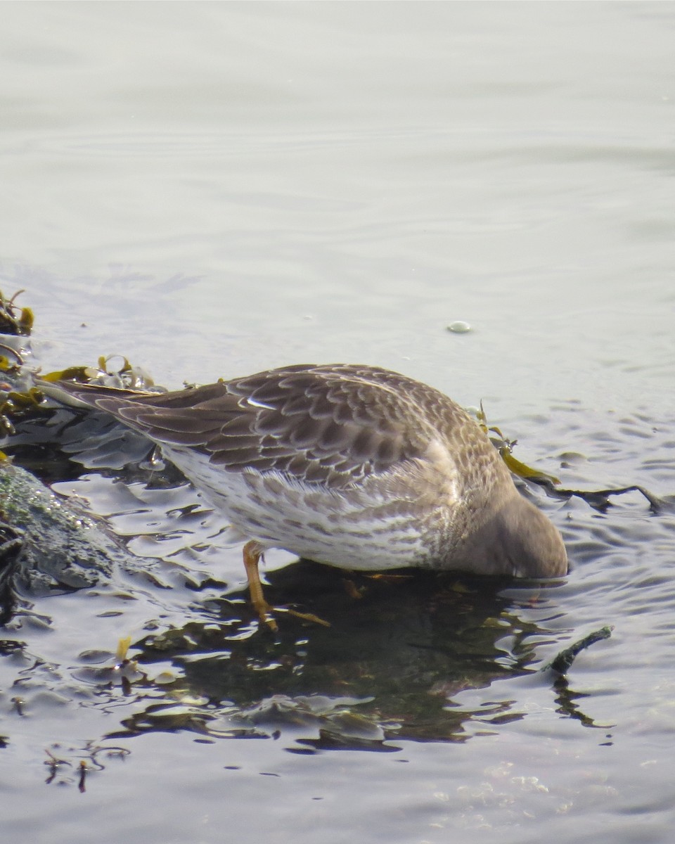 Purple Sandpiper - ML301693011