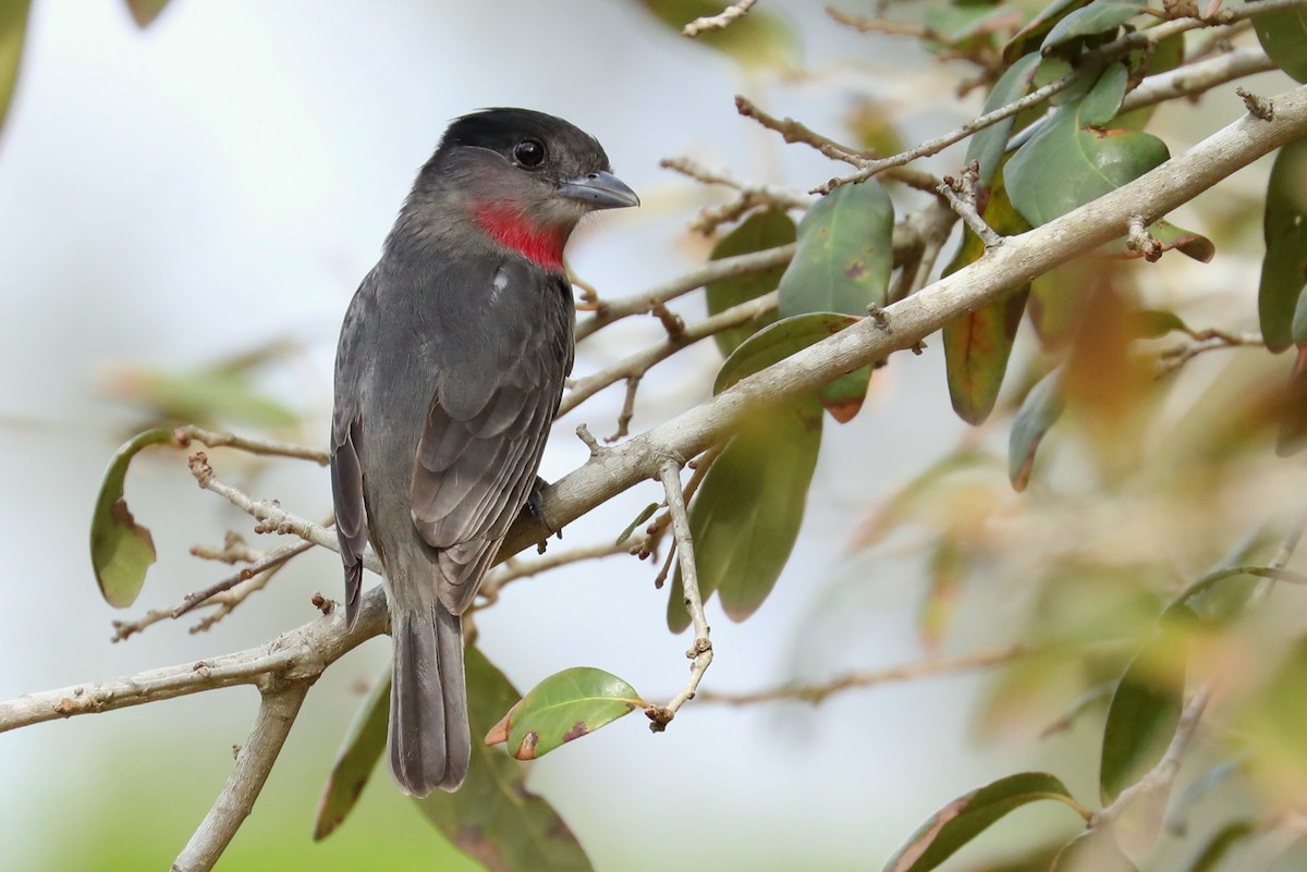 Rose-throated Becard - James Rieman