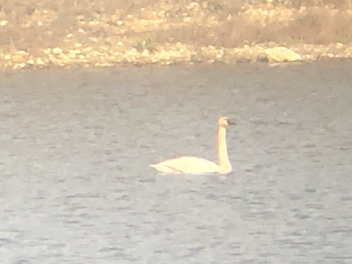 Tundra Swan - Stephen T Bird