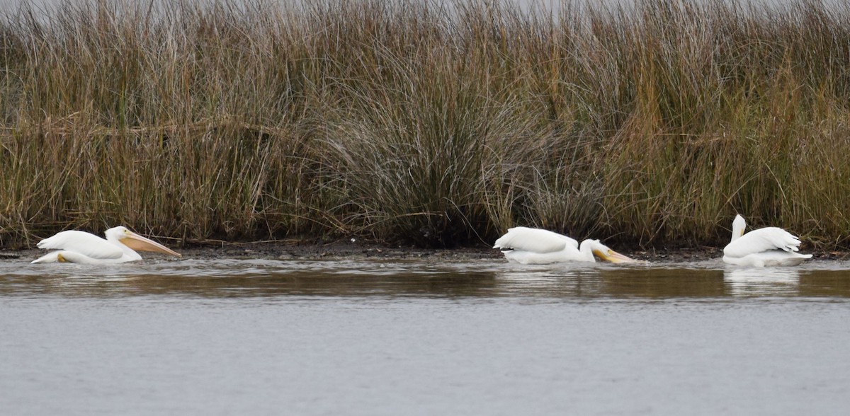 American White Pelican - Andy Hudson