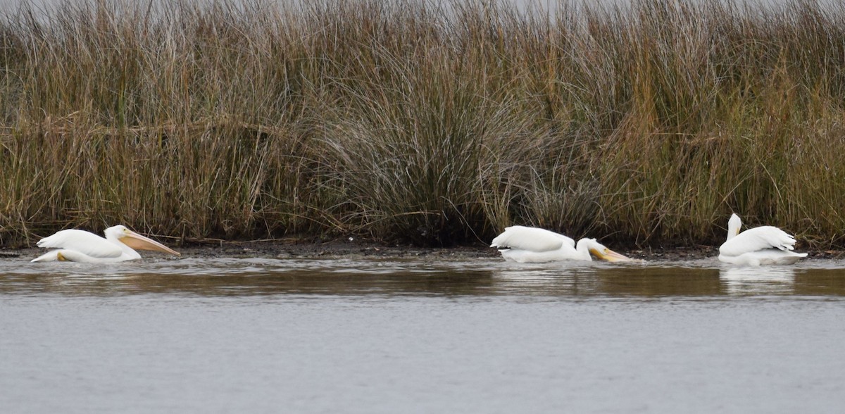 American White Pelican - ML301695261