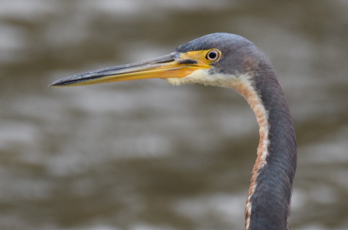 Tricolored Heron - Andy Hudson