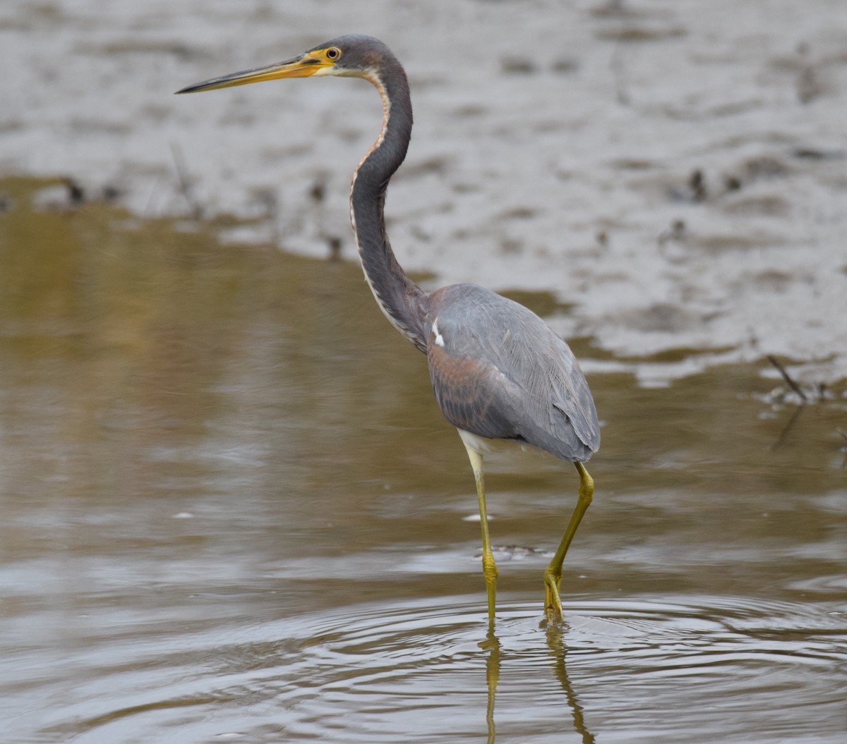 Tricolored Heron - ML301695351