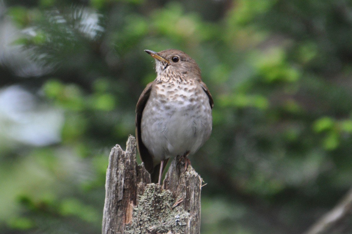 Bicknell's Thrush - Michael Schall