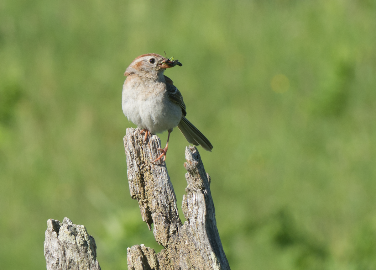 Field Sparrow - Mike Slaven