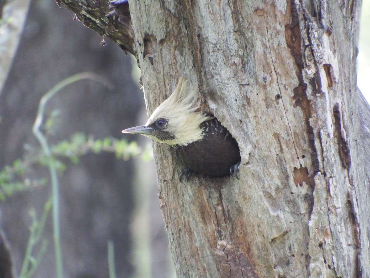 Pale-crested Woodpecker - ML301699381