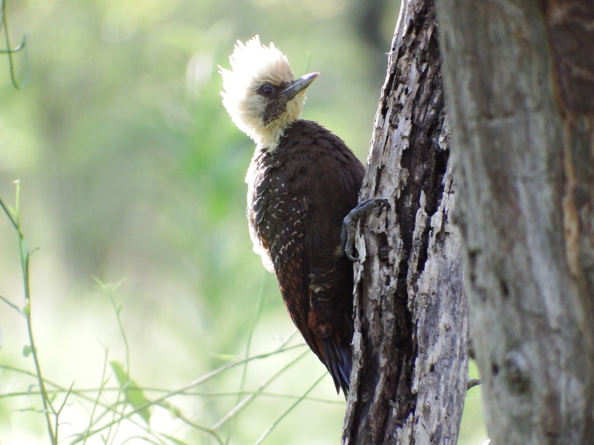 Pale-crested Woodpecker - ML301699571