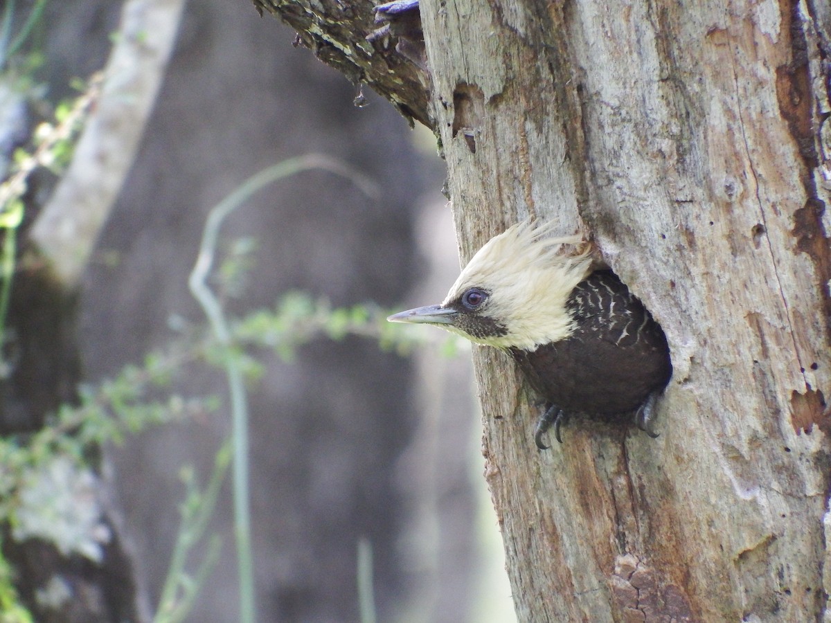 Pale-crested Woodpecker - ML301699631
