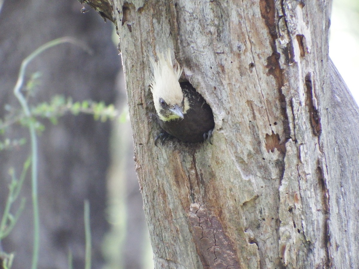 Pale-crested Woodpecker - ML301699661